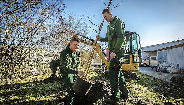DRK Hausmeisterservice Mittelhessen – Baumpflege durch Alltagshelden DRK-Mitarbeiter auf Leiter schneidet Baumäste