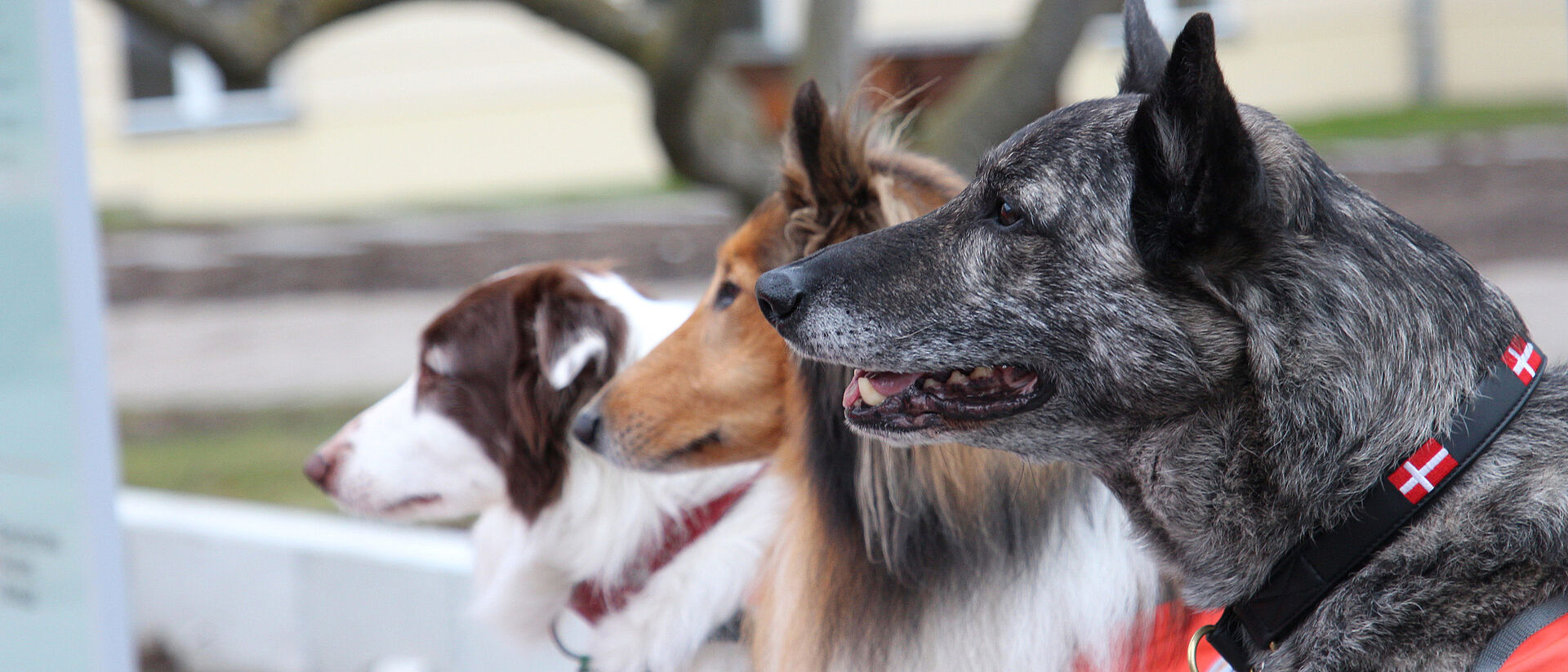 DRK-Therapiehunde Mittelhessen – Helfen auf vier Pfoten Therapiehunde des DRK Mittelhessen im Einsatz für das Wohlbefinden von Menschen