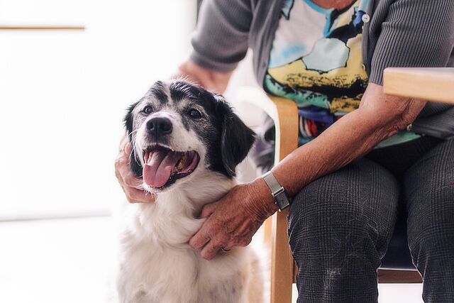 DRK Tiergestützte Therapie: Hundebesuch im Pflegeheim Glücklicher Hund wird von älterer Frau im Pflegeheim gestreichelt