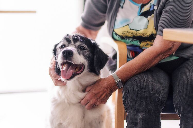 DRK Tiergestützte Therapie: Hundebesuch im Pflegeheim Glücklicher Hund wird von älterer Frau im Pflegeheim gestreichelt